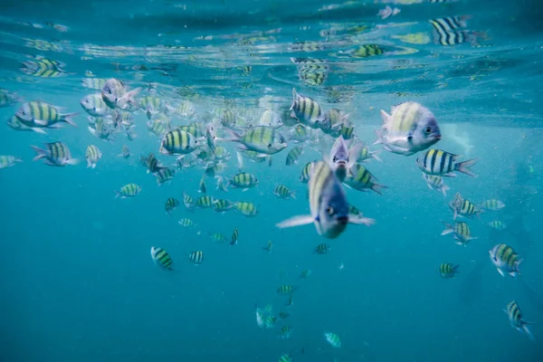 Flock of fish in andaman sea