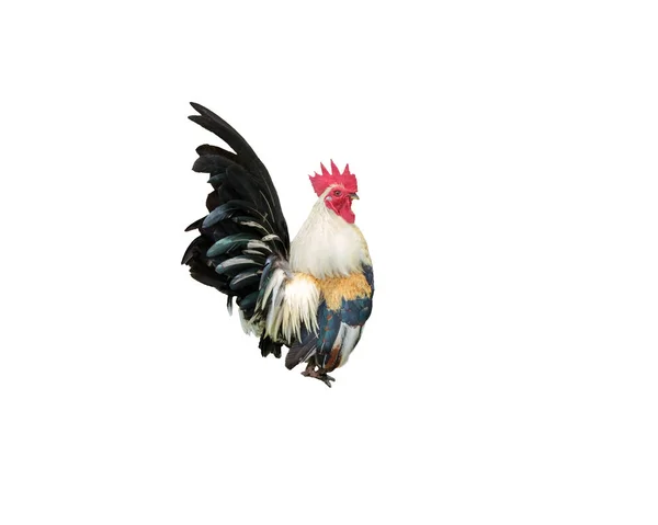 Bantam, Piume colorate di pollame in piedi — Foto Stock
