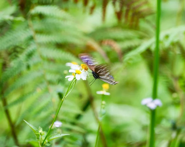 Barna pillangó gazdaság Raj pollen virág — Stock Fotó