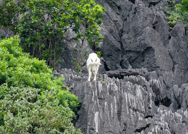 Біла молода коза скелелазіння на горі — стокове фото