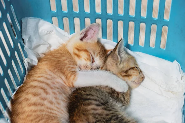 Kittens hugging with sleeping in basket