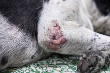 Yakın çekim deri köpek uyuz hastalığı 