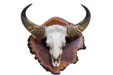 Kafatası ile boynuzları buffalo ahşap Ahşap üzerinde