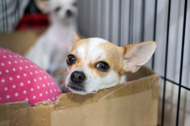 Köpek yavrusu beyaz kahverengi chihuahua bakıyor