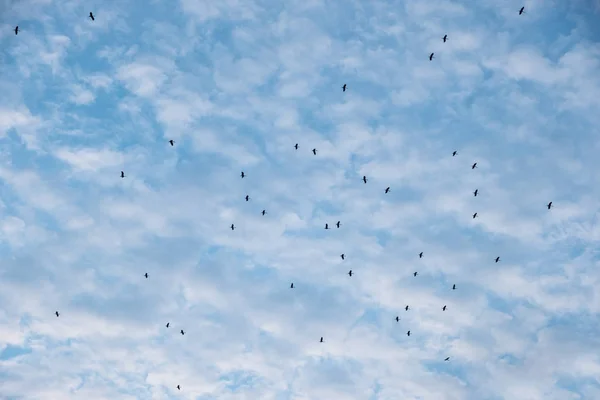 Пухнасті хмари на блакитному небі. Зграя птахів, що летять назад у гніздо — стокове фото