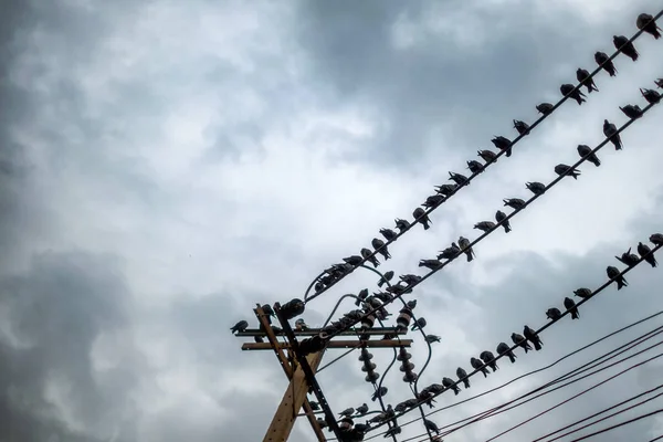 Зграя голубів, що звисають на електричних дротах — стокове фото
