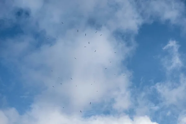 Zwerm vogels die op de blauwe lucht vliegen — Stockfoto