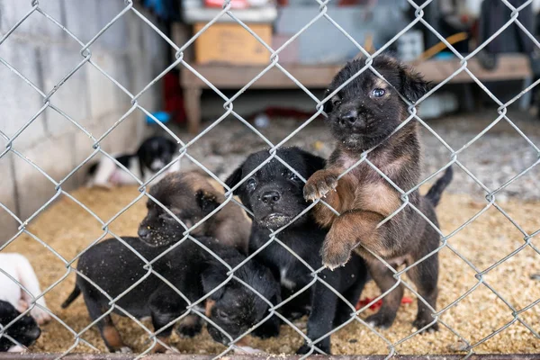 Cheerful puppy group are holding with looking in cage — Stock Photo, Image