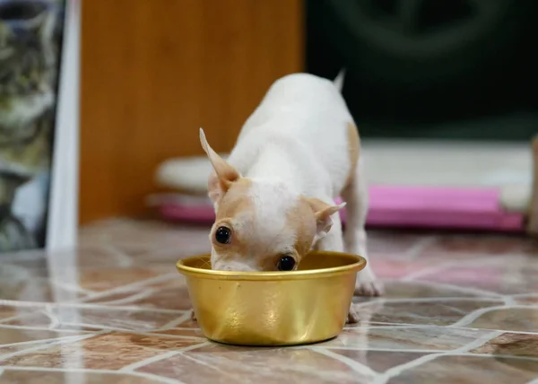 Puppy chihuahua eating grain food Stock Photo