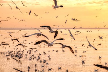Deniz Tayland Körfezi üzerinde uçan martıları sürüsü