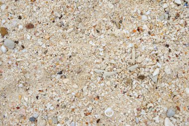 Mercan ile deniz hayvanı kabuğu beyaz plaj üzerinde