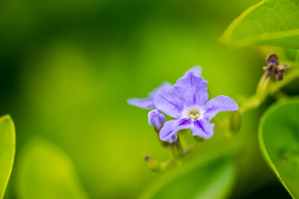 Purple blooming flower on blurred green background — Stock Photo, Image
