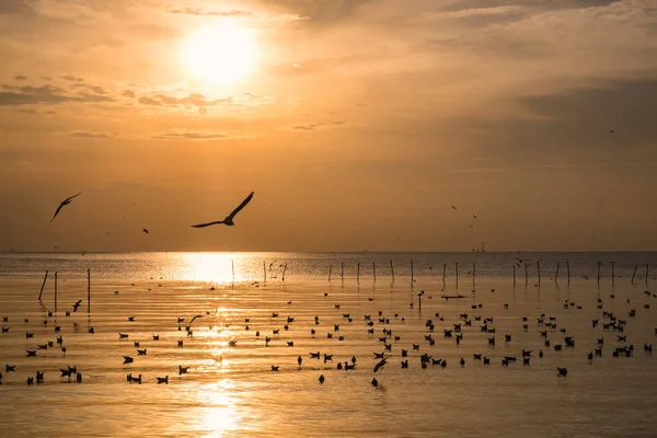 La bandada de gaviotas migra en el golfo de Tailandia — Foto de Stock
