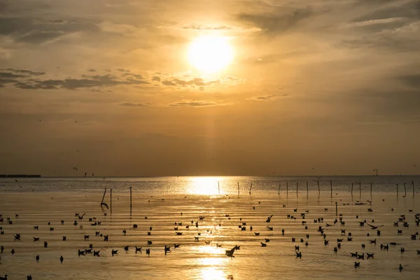 La bandada de gaviotas emigra en el golfo de Tailandia — Foto de Stock