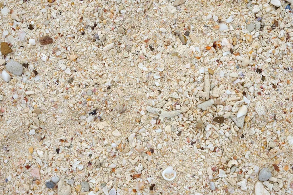 Coral con concha en playa blanca — Foto de Stock