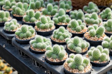 Kaktüs bitki satır yetiştirmek tepsi