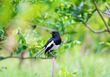 Oryantal magpie robin, Copsychus saularis, kuş tutun