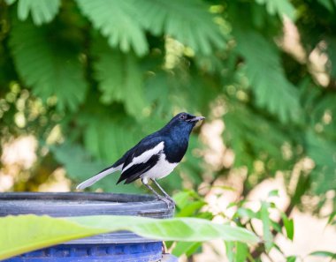 Oryantal magpie robin, Copsychus saularis, holding kuş