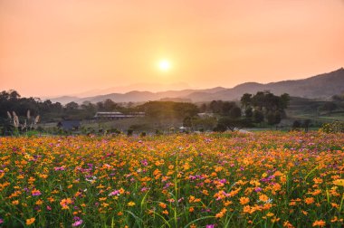 Sunset evren çiçeklenme ile dağ üzerinde
