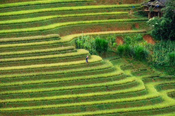 Agricultura de la tribu Hill en el campo de arroz en terrazas — Foto de Stock