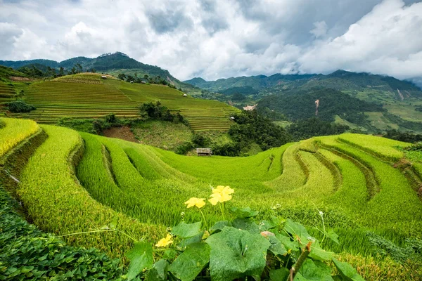 Цветок жёлтый на рисовом поле с террасой в Mu cang chai — стоковое фото