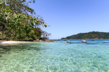 Ağaç içinde güneşli sahil şeridi üzerinde tropikal deniz