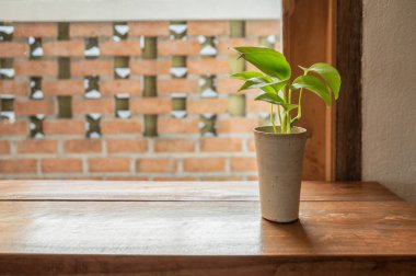 Yeşil yaprak ahşap masa üzerinde toprak kap içinde