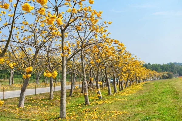 Cotton Tree, Yellow Silk Cotton, Butter Cup, Torchwood blooming