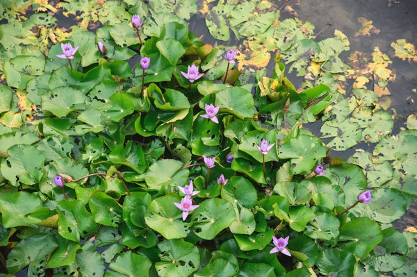 Lila Lotusblüten mit grünem Blatt — Stockfoto