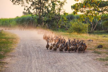 Tarlasında kir yolda yürüyen ördekler Flock