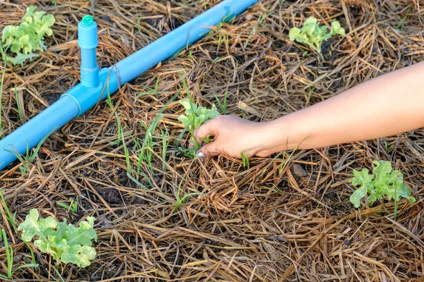 Women hand pull out weed on green oak garden