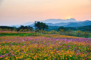 Tepede çiçeklenme renkli evren çiçek