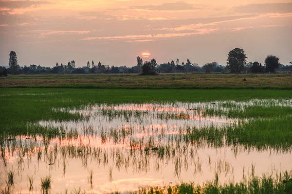 Gün batımı ile gölet yansıma ile pirinç tarlaları