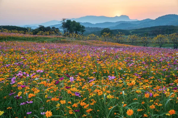 丘の上に咲くカラフルなコスモスの花 — ストック写真