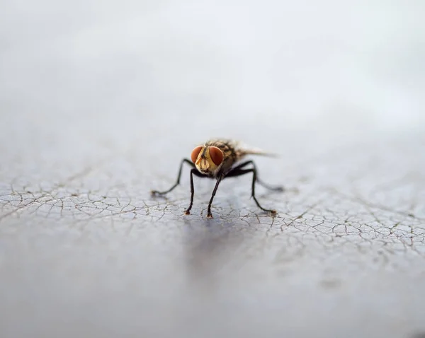 Fliegeninsektenüberträger — Stockfoto