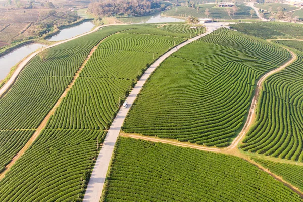 Paisaje verde plantación de terrazas de té en la colina — Foto de Stock