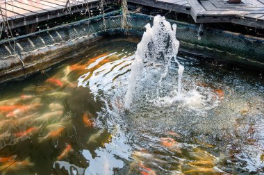 Renkli koi balık yüzme ile akan çeşme