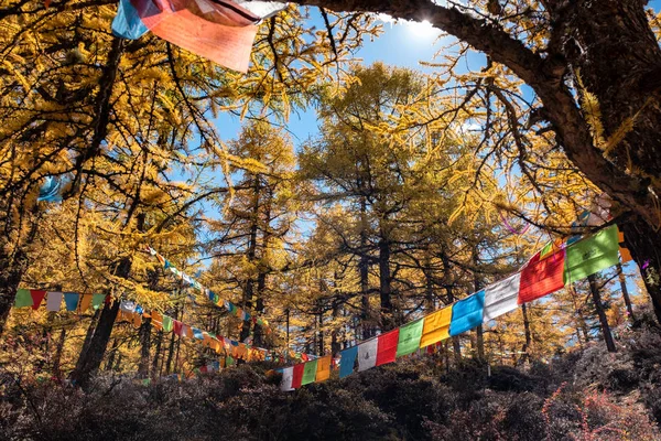 Sunlight shining in golden pine forest with colorful flags praye — Stock Photo, Image