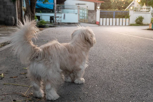 Сзади белая шабаш маленькая собачка на дороге — стоковое фото