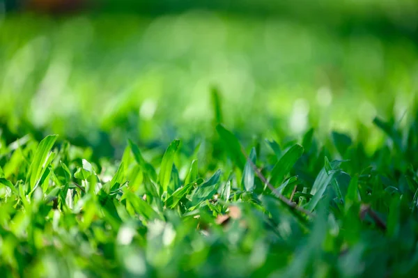 Зеленые листья на зеленом фоне травы — стоковое фото