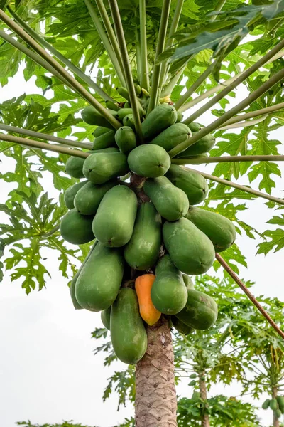 Gatunki Papaya Holland na szczycie tułowia w plantacji — Zdjęcie stockowe