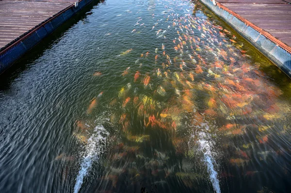 水流与五颜六色的鲤鱼在池塘中游泳 — 图库照片