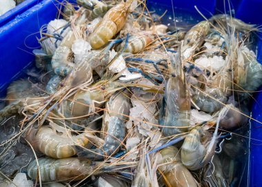 Tepside buz ile taze çiğ karides yığını