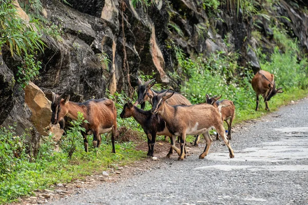 Troupeau de chèvres brunes paissent l'herbe dans la vallée — Photo