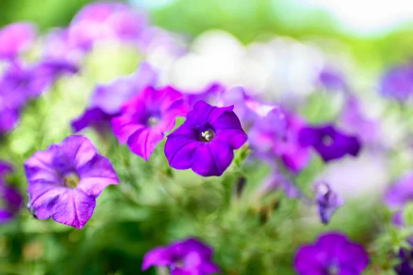 Lilac purple flower in green garden — Stock Photo, Image