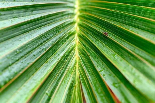 Hojas de palma con un fondo verde natural rayado —  Fotos de Stock