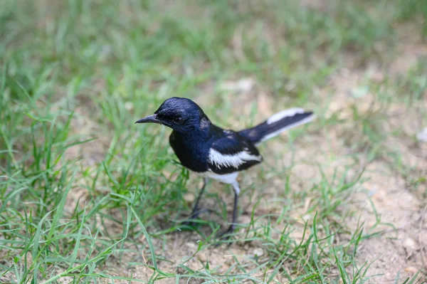 Rotkehlchen-Rotkehlchen, winziger Vogel im Gras auf dem Land — Stockfoto