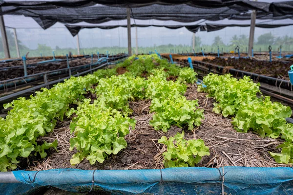 Органический салат из зеленого дуба на почве — стоковое фото