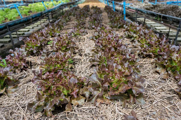 Lechuga de roble rojo de agricultura ecológica en el suelo — Foto de Stock