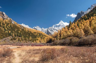 Çayırüzerinde sonbahar çam ormanında Chana Dorje kutsal dağ